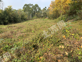 新津普兴40亩林地出租（可种果树）