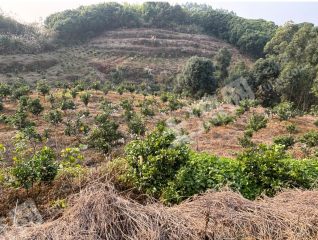 双流黄龙溪附近40亩成熟柑橘果园出租