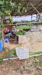 惠阳3.2亩菜地转让