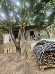 清溪4.3亩果园经营权转让