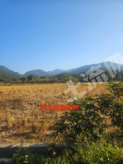 惠东县210亩水田经营权出租