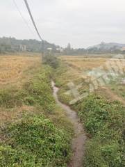 惠州惠城区70亩水田经营权出租