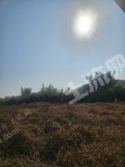 惠东县江边83亩水浇地可种香蕉出租