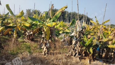 惠东县城周边20亩耕地出租