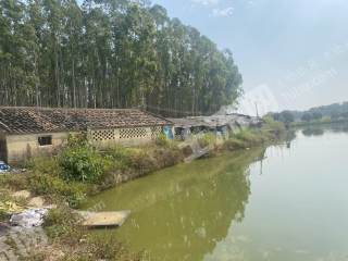 惠州平潭20亩鱼塘带600平棚出租