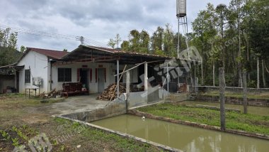 惠州10亩活水农场带房带鱼塘使用权出租