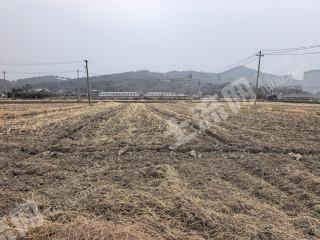 湖州长兴县200亩水浇地经营权出租