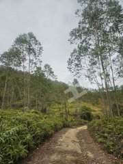 惠东县九龙峰300亩矮山经营权低价转让