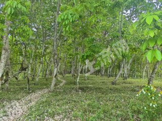 海南陵水黎族自治县100亩其它林地经营权出租