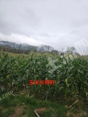 低价350元/亩耕地出租！150亩