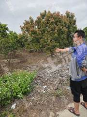 惠州镇隆2亩休闲果园经营权出租