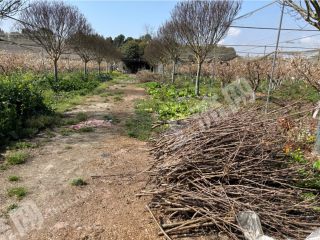 温江骑士大道附近10亩小农场出租