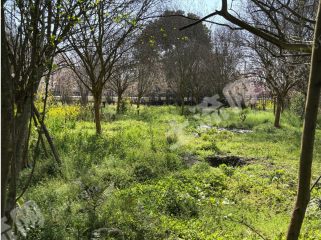 温江主干道旁20亩林地转让