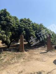 惠州近莞108畝果園經(jīng)營權出租