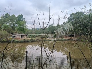 河源東源藍口30畝魚塘帶1000平方鴨棚出租