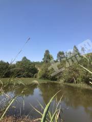 惠东县白花镇5亩独立鱼塘出租