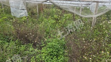 惠州镇隆20亩葡萄园经营权出租