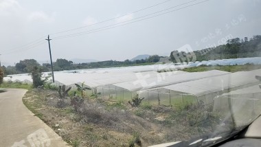 惠东县38亩蔬菜大棚出租可分租