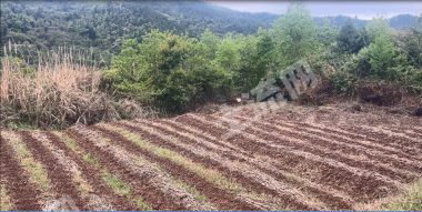 简阳龙泉山上20亩耕地出租（可种植果树）