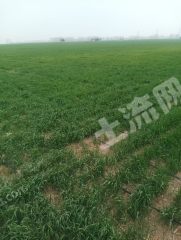 新乡封丘县420亩莲花土水浇地出租XX1944