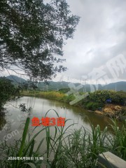 惠东县稔山5.5亩鱼塘带果园经营权出租