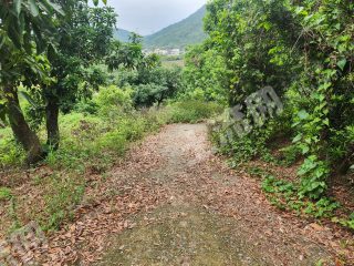 惠州三和70亩获奖荔枝果园3万一年