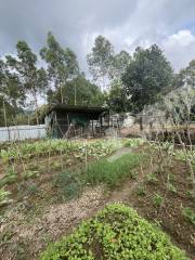 惠州近深镇隆10亩果园经营权出租