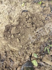 广东江门130亩果园经营权出租