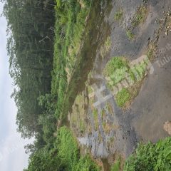 惠州6畝河邊地出租