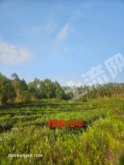 惠東縣100畝茶園經(jīng)營權(quán)出租