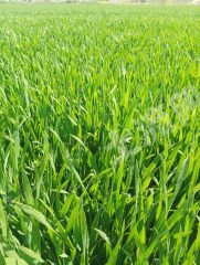 郑州新郑市200亩水浇地经营权出租XX1948