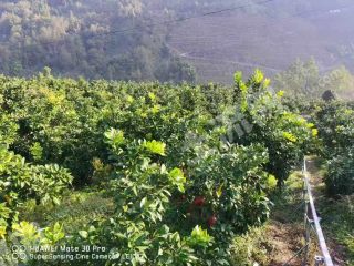 蜜柚果园基地300亩