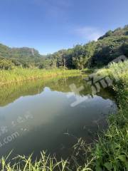 惠州近深新圩2畝活水魚塘出租