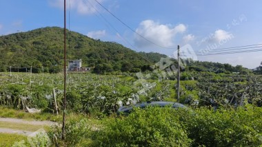 惠东县城130亩水浇地经营权出租