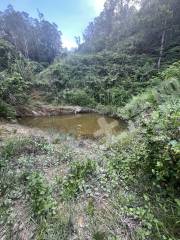 近深惠阳区10亩果园带棚带鱼塘经营权出租