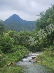 惠东县50亩山坡型独立果园经营权出租