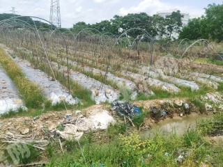 惠州陈江40亩耕地出租