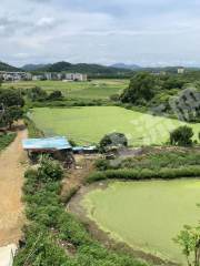 惠东白花12亩鱼塘出租