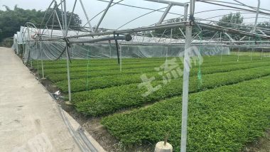 眉山市城郊40亩蔬菜大棚转让