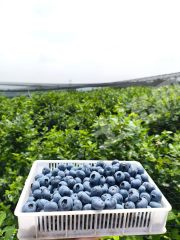 安徽省宣城市郎溪县420亩蓝莓园经营权出租