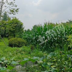 温江大学城附近1.4亩菜地出租