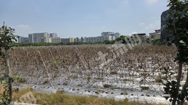 惠州镇隆16亩耕地经营权出租