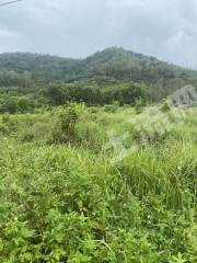 惠州近深100亩柠檬地出租