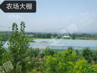 临沂兰山区汪沟130亩农场使用权转让