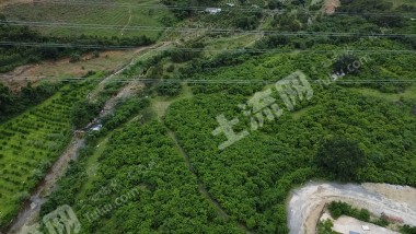 惠东县300亩平整林地经营权出租