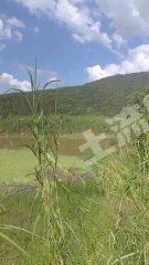 惠东县白花镇30亩鱼塘带房出租
