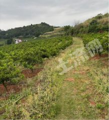 金堂县 36亩 果园 经营权转让