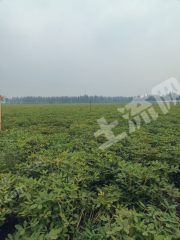 新乡卫辉市80亩水浇地经营权出租XX1970
