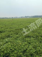 新乡卫辉市80亩水浇地经营权出租