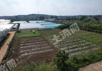 湘潭雨湖区20亩水田经营权出租